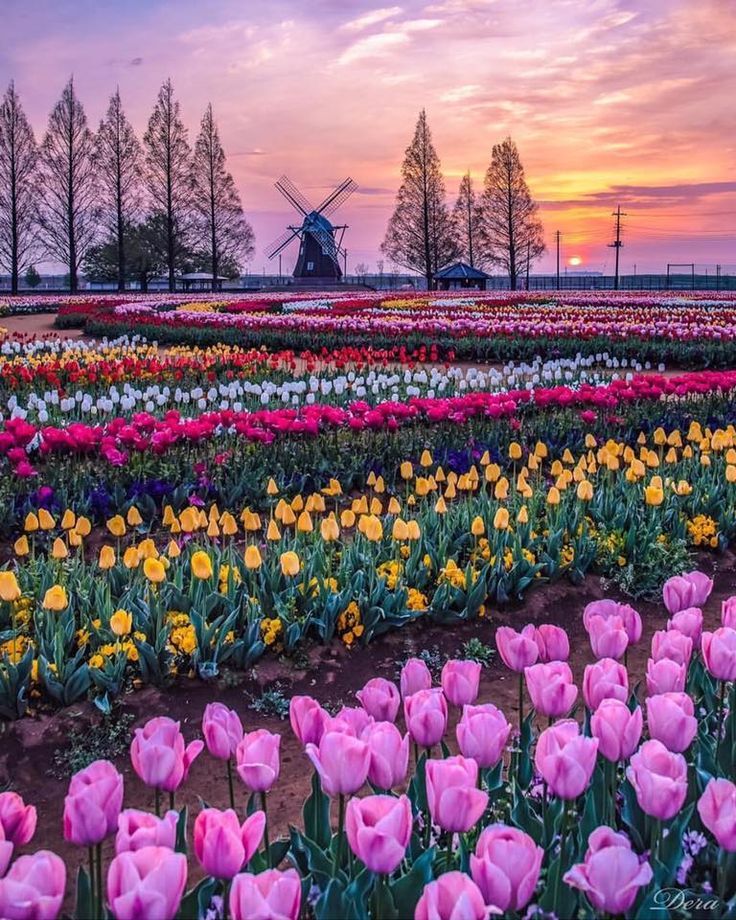 NETHERLANDS